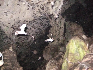 Bats fly free from Lanquin's Bat Cave